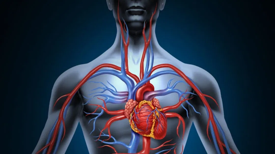 sistema-cardiovascular-fb